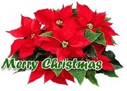 N51-poinsettia (22K)